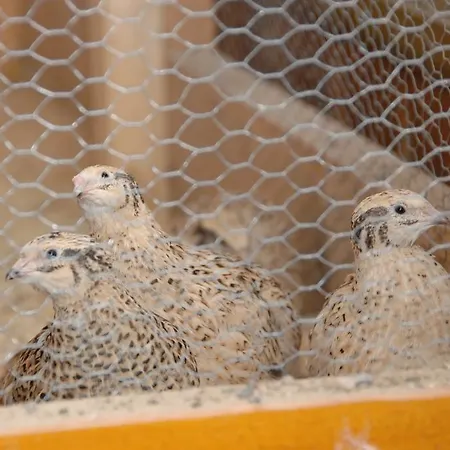 Guest house Hotel-Pension Lackenbauer Bad Hofgastein