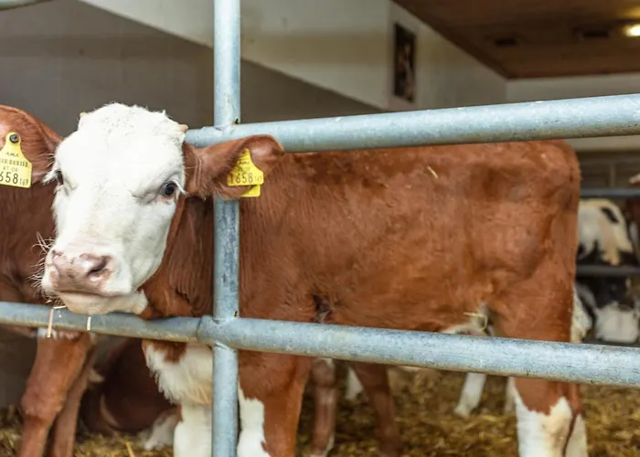 Hotel-pension Lackenbauer Affittacamere 4*