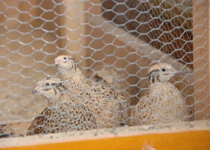 招待所 Hotel-pension Lackenbauer 巴特霍夫加施泰因