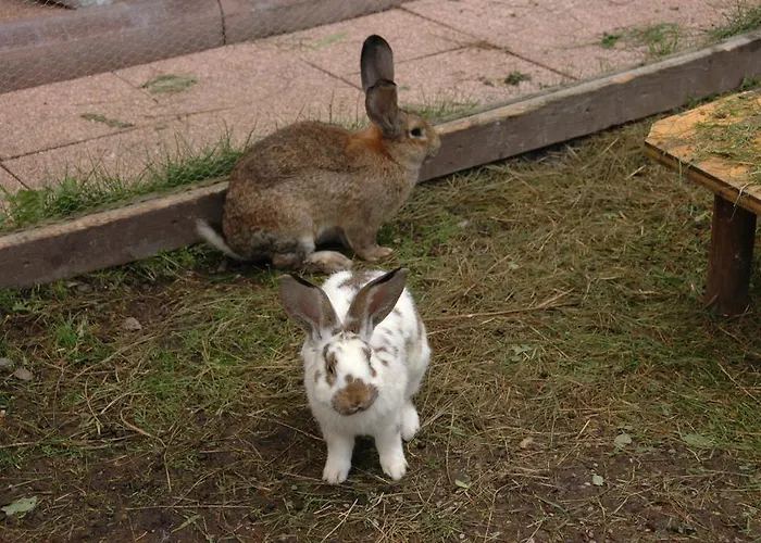 招待所 Hotel-pension Lackenbauer 4*